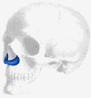 nasal_premaxilla.gif (5211 bytes)