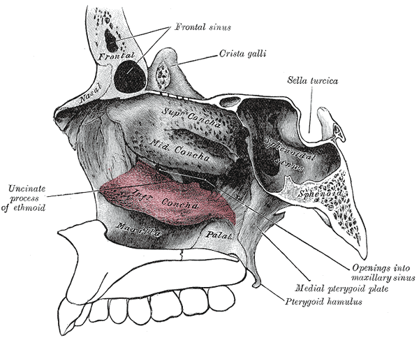 nasal cavity function. right nasal cavity showing
