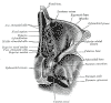 nasal_orbits.gif (41418 bytes)