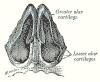 nasalcartilages_below.gif (50930 bytes)