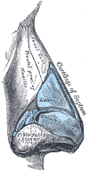 nasalcartilages.gif (31817 bytes)