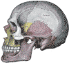 normalateralis_skull.gif (67465 bytes)
