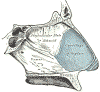 septum.gif (30029 bytes)